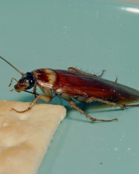 Kecoa