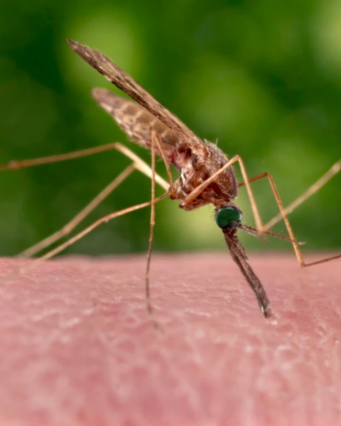 Nyamuk Anopheles