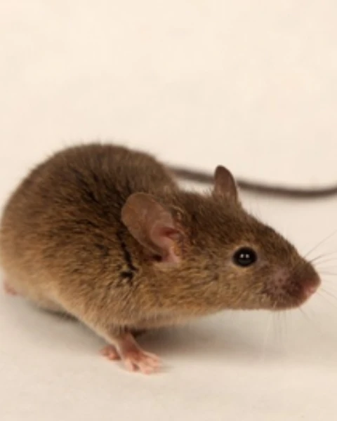 Tikus