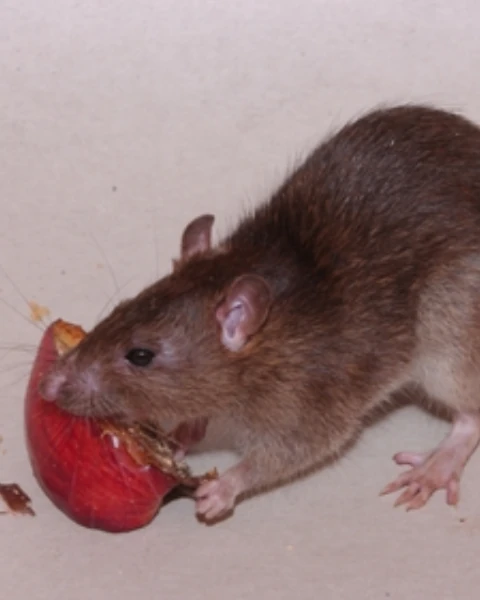 Tikus Got